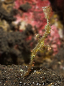 Solenostomus sp.
(Looking for species: pls help me for i... by Alex Varani 